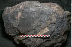 Foto (Detailansicht) von Syringodendron cyclostigma Brongniart (NHMW-GEO-2024-0188-11245)